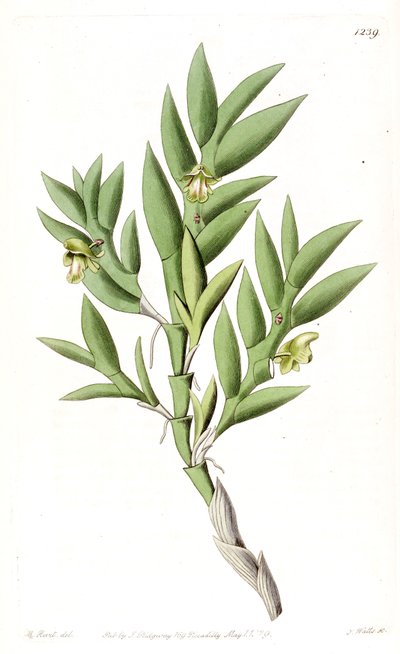 Aporum anceps or Dendrobium anceps by Jams  Watts